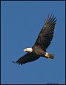 _0SB9010 american bald eagle